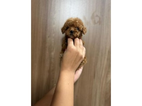 Kore poodle yavrular