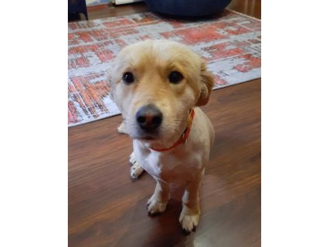 Golden retriever daisy yeni yuvasını arıyor