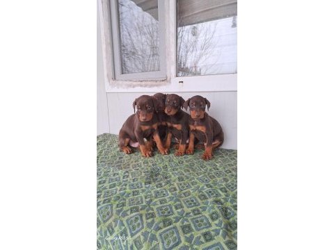 A kalite king doberman