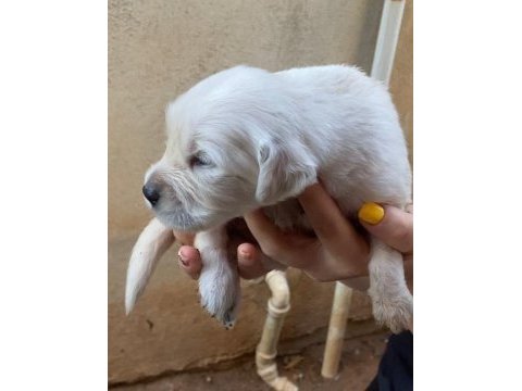 25 günlük golden retriever yavruları