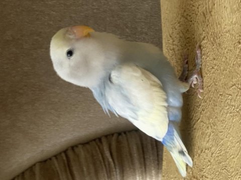 Açıklamaya dikkat 1 yaşında sevda papağanı