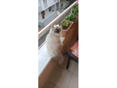 10 aylık chinchilla kızımıza eş adayı arıyoruz