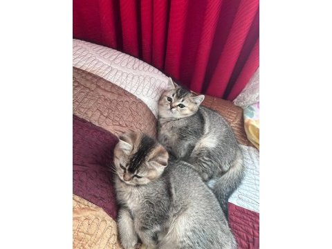 Safkan british shorthair black golden yavru kediler