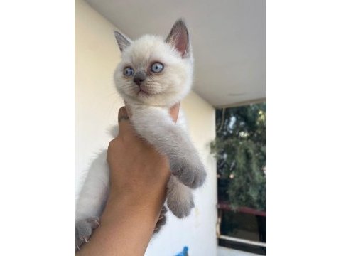 British blue point kızımız