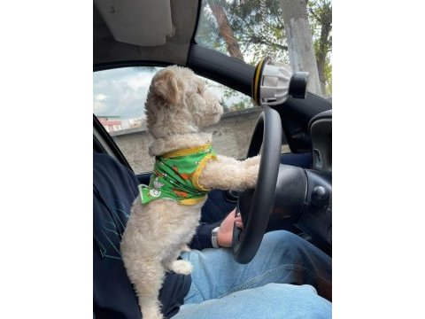 Evde bakılmış sevimli yavru maltipoo