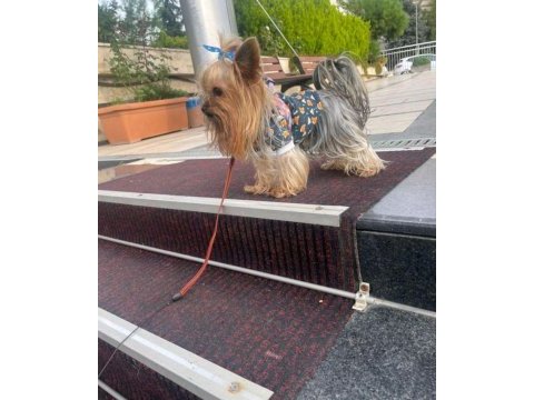 Ev doğumlu yorkshire terrier bebeğim