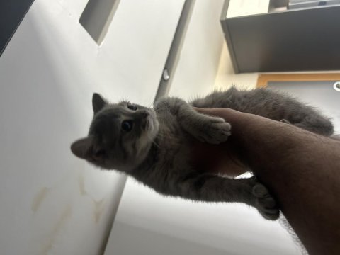 3.5 aylık çok uysal yavru kedimiz