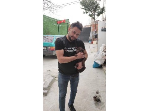 Safkan rus finosu kızıl ve siyah