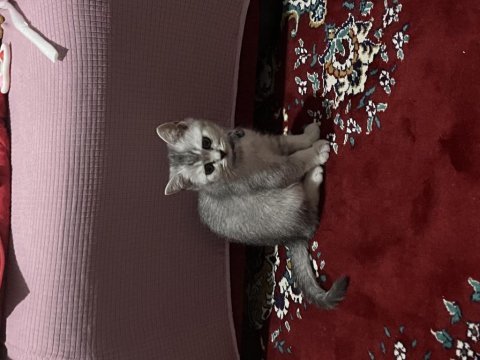 British shorthair yavru erkek kedimiz yeni 3 aylık