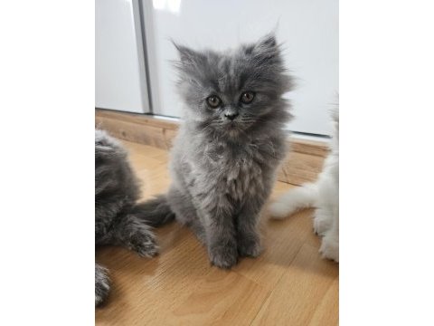 Scottish fold yavrularımız yeni yuvalarını arıyor
