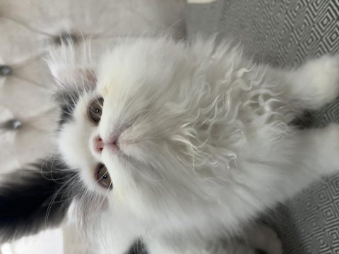 Exotic shorthair ve longhair yavru