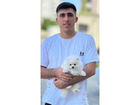 Mersininin seçkin yavru pomeranian köpekleri