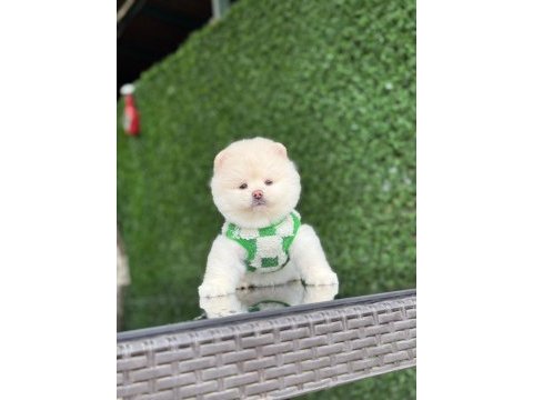 A kalite pomeranian boo