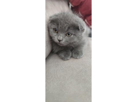 Sevimli gri scottish fold yavru