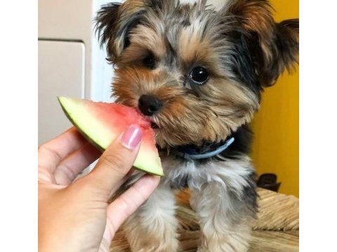 Teacup yorkshire terrier