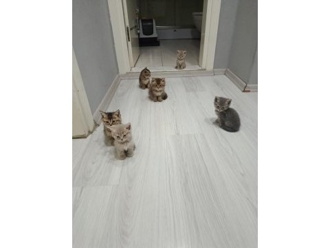 Ev ortamından sağlıklı yavru kediler