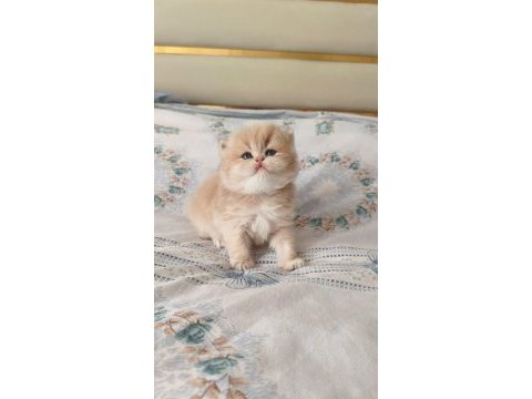 Özel renk chocolate golden british longhair