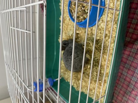Cüce tavşanım için yeni sahip arıyorum