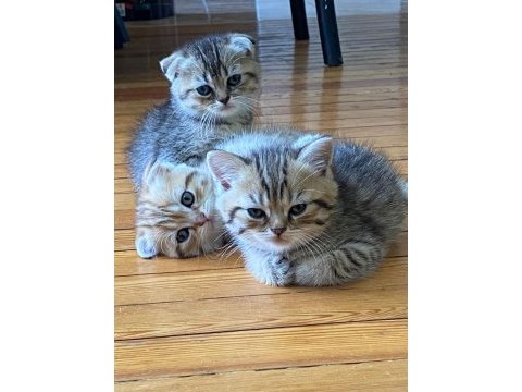 Scottish fold yavrular sahibinden sahiplendirilecek