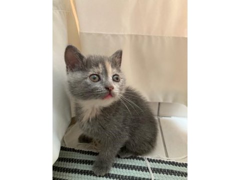 1 aylık british shorthair yavrular