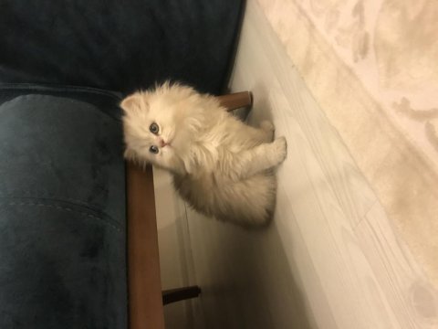 Süper ötesi kalite british longhair yavrumuz