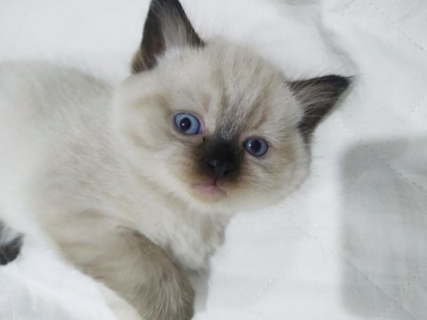 4 british shorthair yavrumuz
