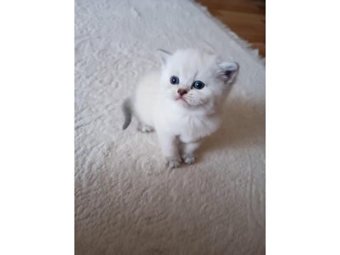 Minik british shorthair yavrum