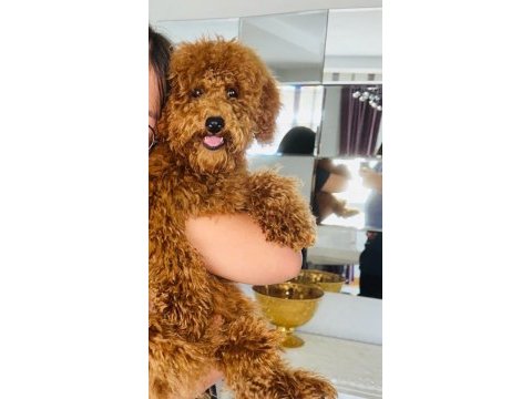 Toy poodle 6 aylık erkek