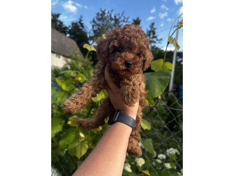 Poodle yavrular