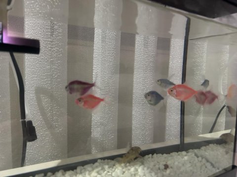 Neon tetra balığı akvaryumu