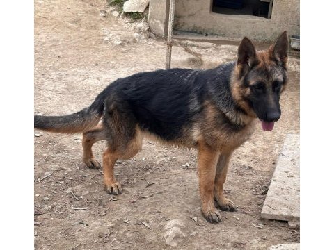 Safkan düşük bel alman çoban köpeği