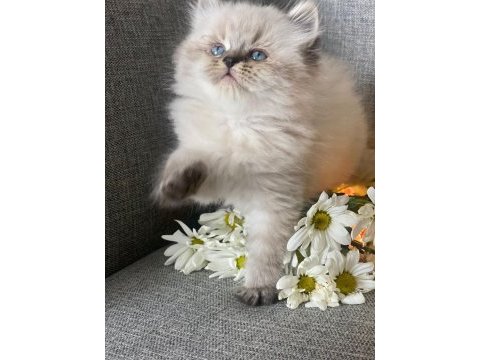 Efsane güzellik british longhair