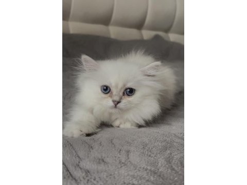 British longhair yavrumuz