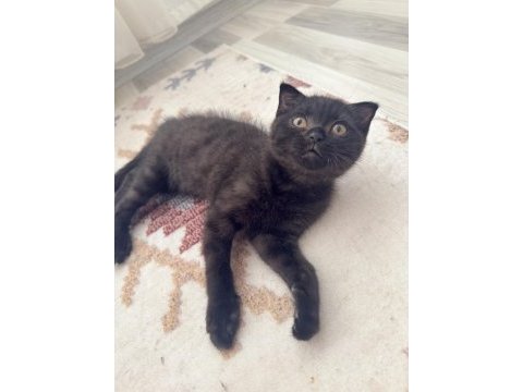 Gri safkan yavru kedimiz