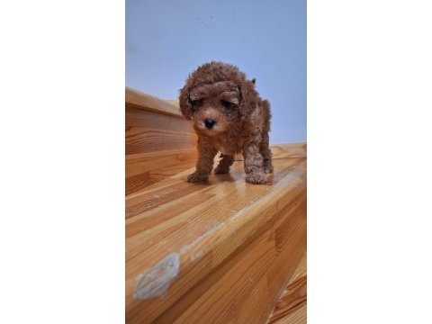 Toy poodle kızlar