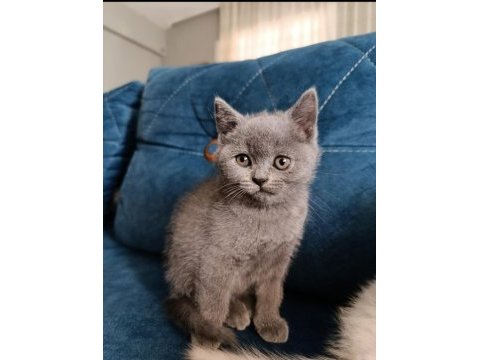 2 aylık dişi safkan british shorthair cana çok yakın