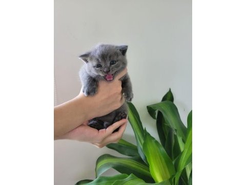Yavru british shorthair