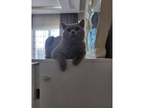 Aslan parçası british shorthair
