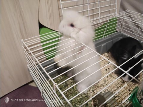 İki eğitimli tavşan teddy lop ve lionshead