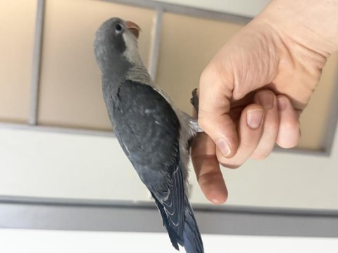 3 aylık kobalt gri ve yeşil monk papağanı