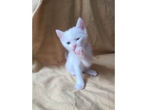 Beyaz british shorthair yavrular