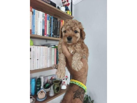 Maltipoo bebekler