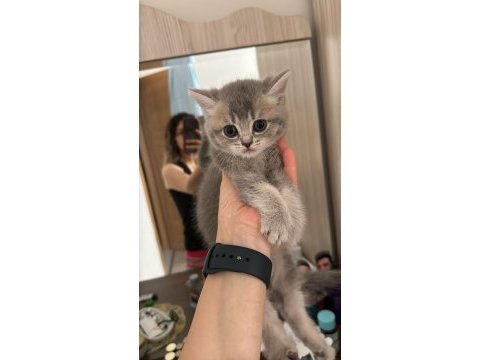 Mars british shorthair