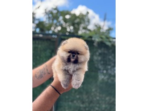 Sağlık ve ırk garantili pomeranian