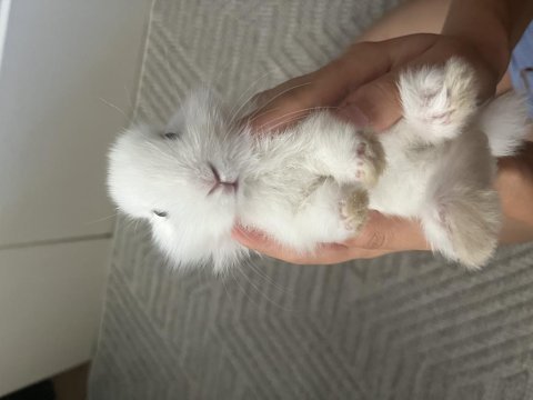 Cüce tavşan yavruları