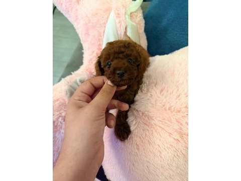 2 aylık kore toy poodle
