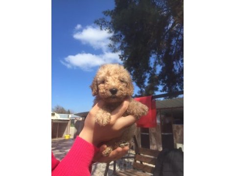 Toy poodle yavrular