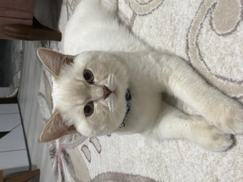 Blue point erkek british shorthair