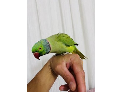 Evcil konuşan erkek portakal kafa pakistan papağanı