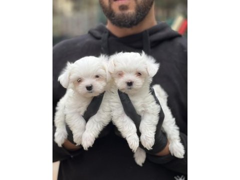 Orjinal kore kan maltese bebekler